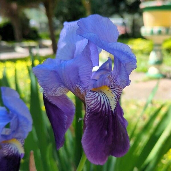 Iris × germanica Flower