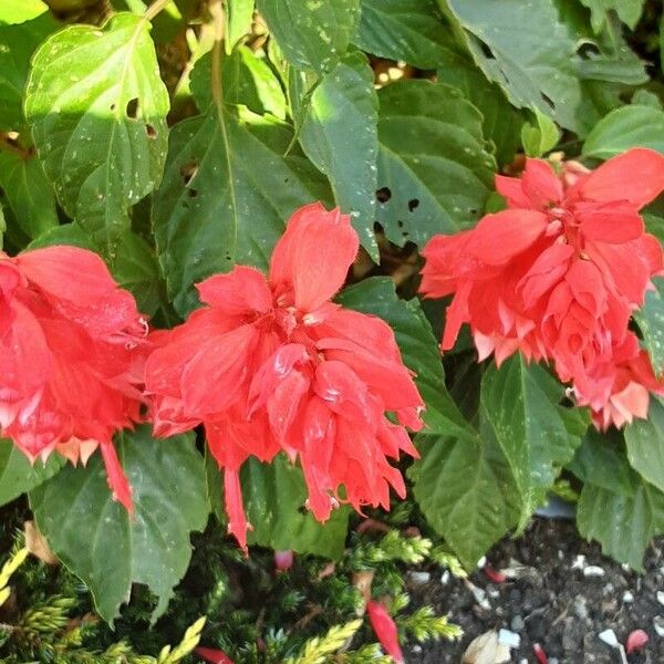 Salvia splendens Žiedas