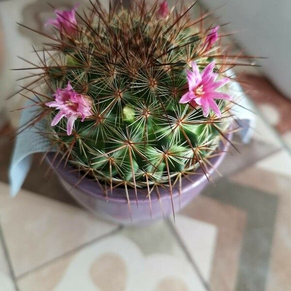 Mammillaria wrightii Leaf