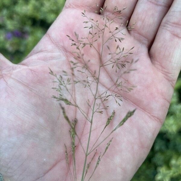 Agrostis capillaris Blodyn