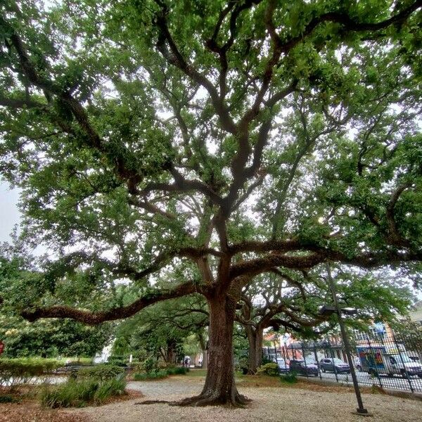 Quercus virginiana Elinympäristö