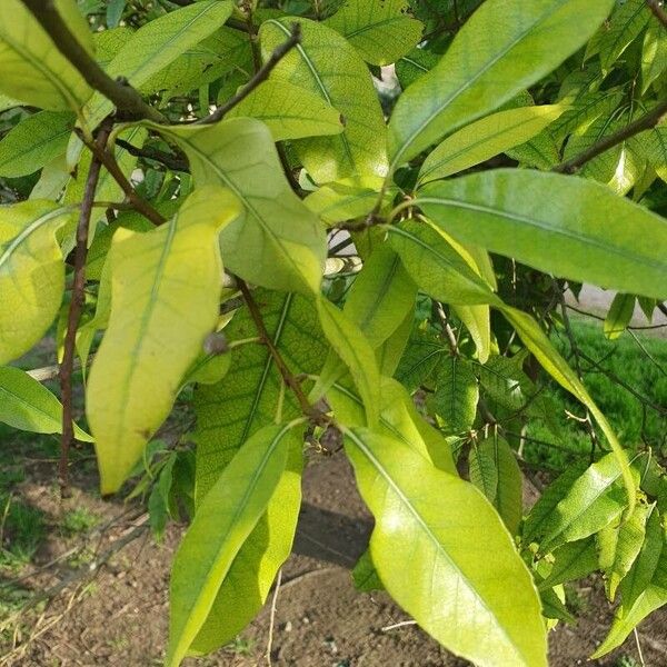 Quercus myrsinifolia पत्ता