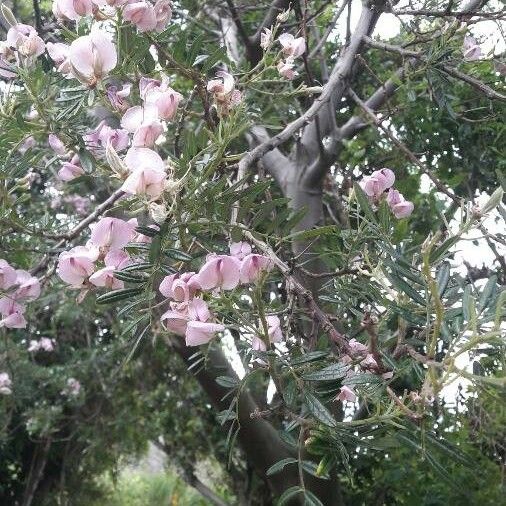 Virgilia oroboides Fleur