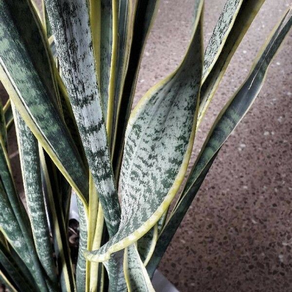 Dracaena trifasciata 葉