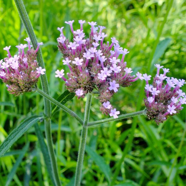 Verbena bonariensis Cvet