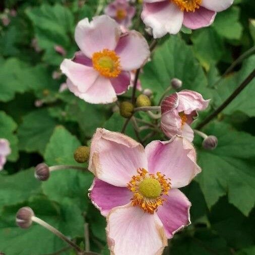 Eriocapitella tomentosa Flor