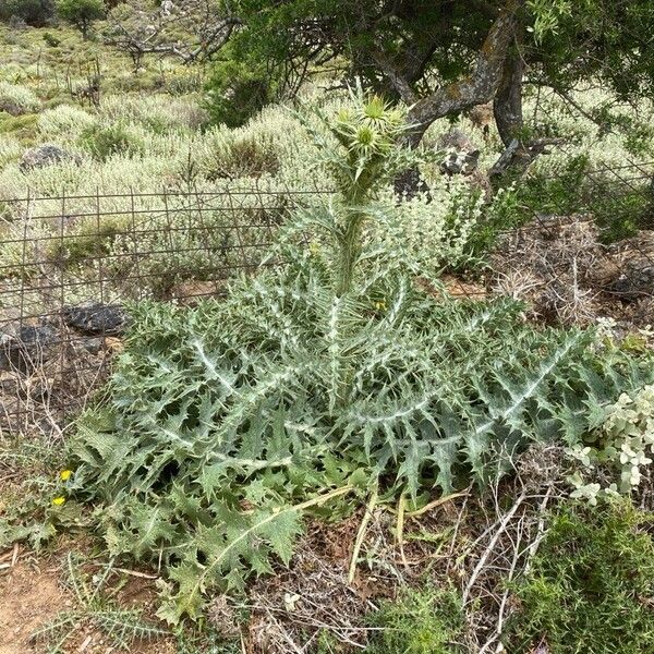 Onopordum illyricum Habit