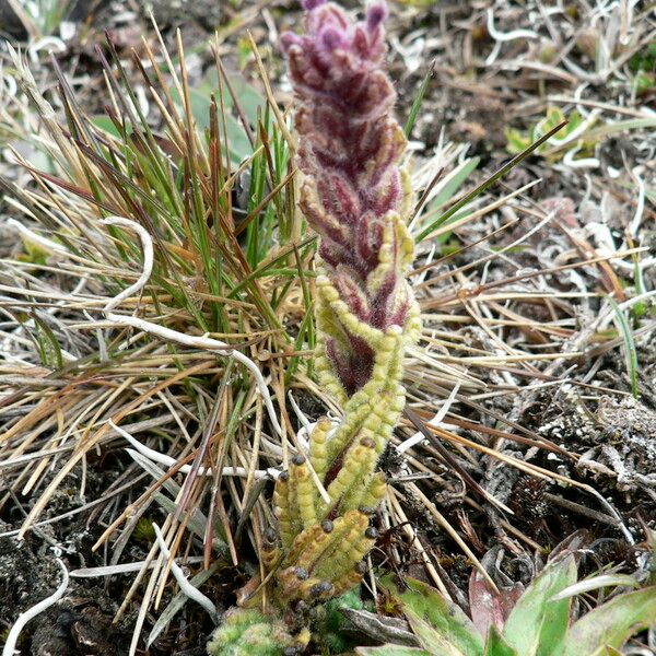 Neobartsia stricta Характер