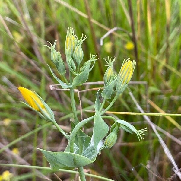 Blackstonia perfoliata Flower