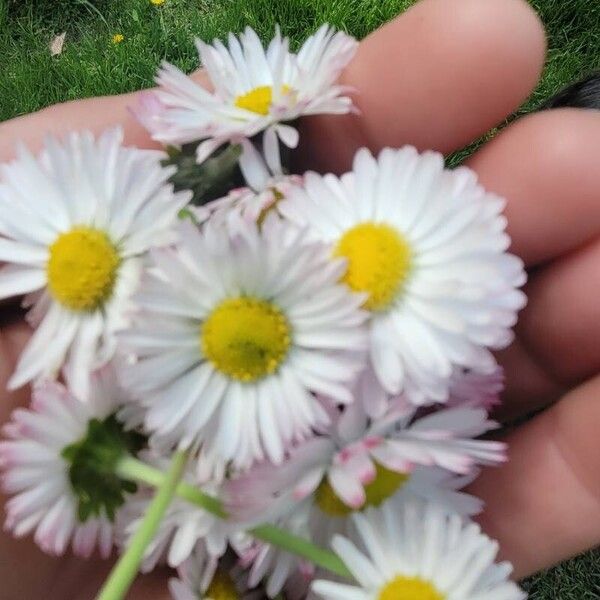 Erigeron glabellus 花