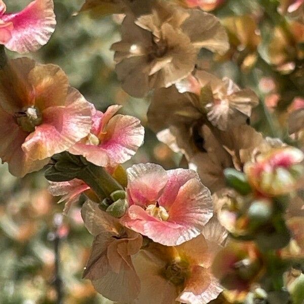 Soda oppositifolia Flor