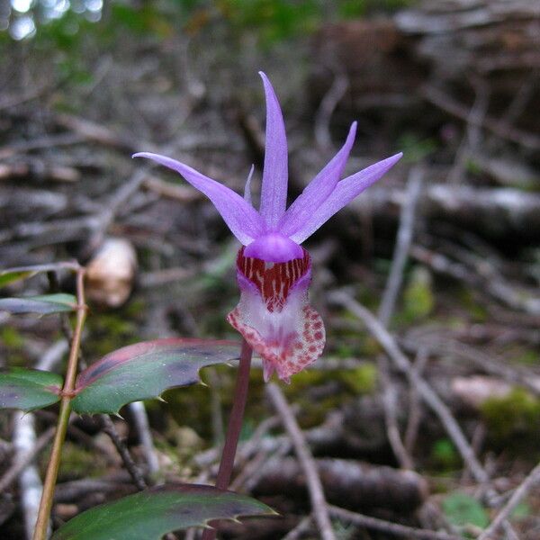 Calypso bulbosa 花