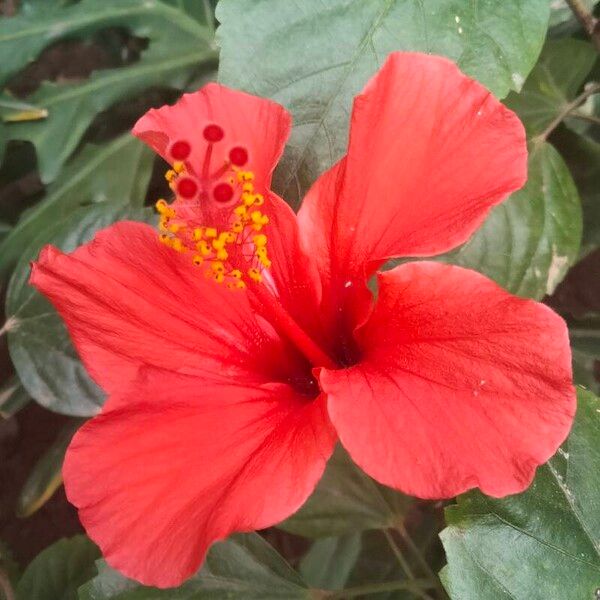 Hibiscus rosa-sinensis Blomst