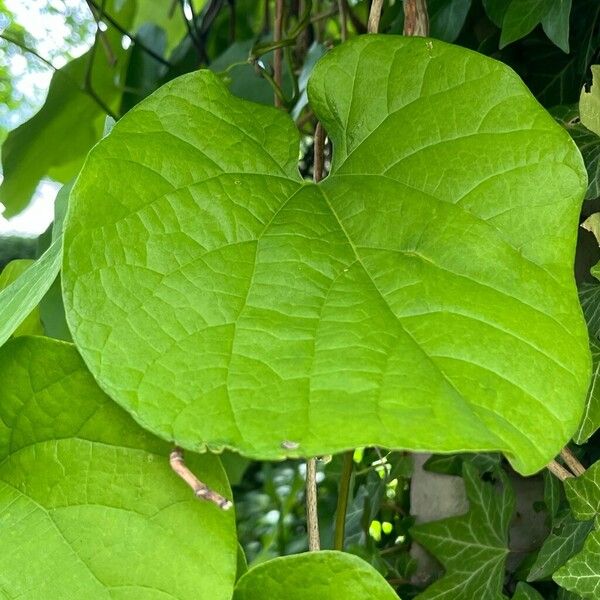 Aristolochia macrophylla Leaf