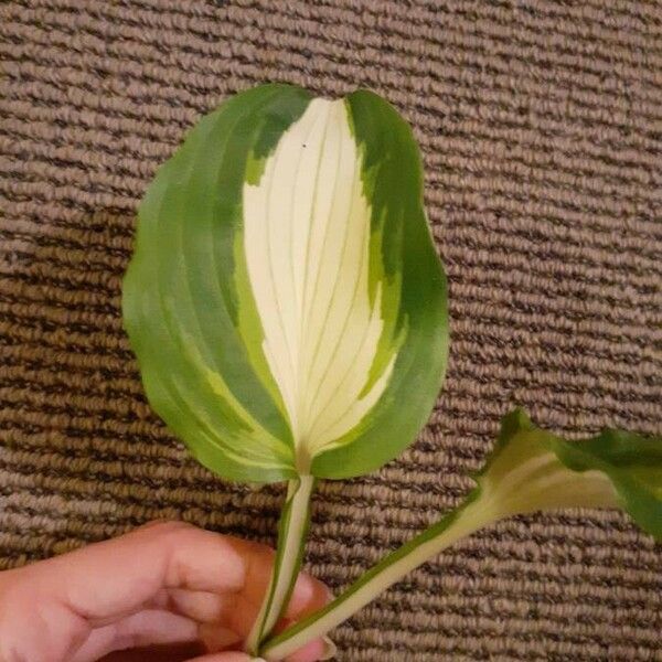 Hosta plantaginea ഇല