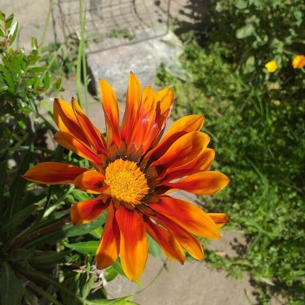 Gazania linearis Žiedas