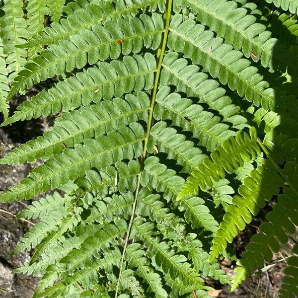 Osmunda claytoniana ᱥᱟᱠᱟᱢ