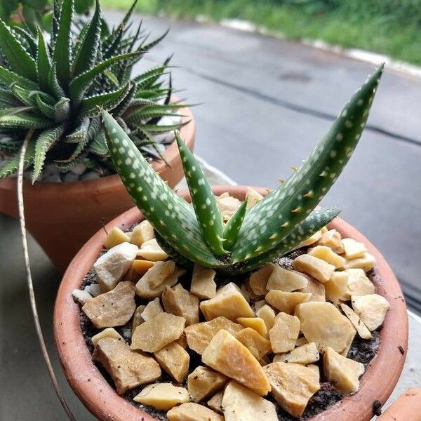 Aloe gariepensis Leaf