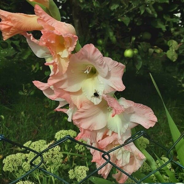 Gladiolus communis Flor