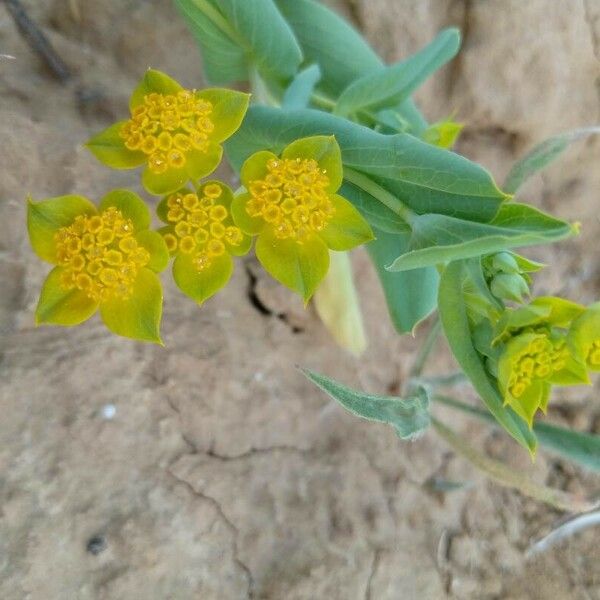 Bupleurum lancifolium Flower