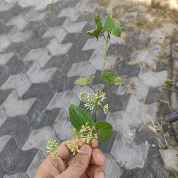 Mikania micrantha Flower