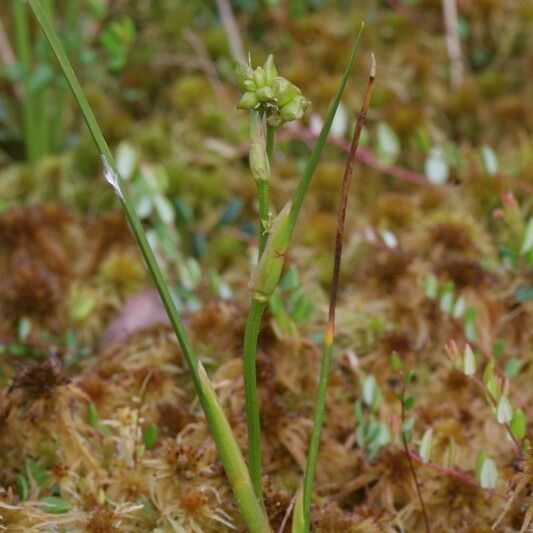 Scheuchzeria palustris Annet