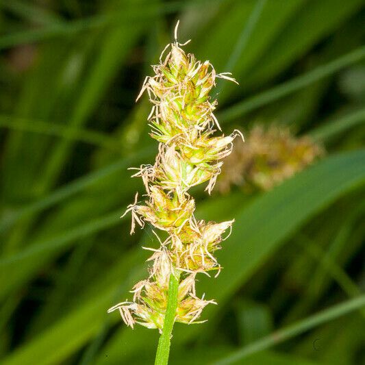 Carex otrubae Flower