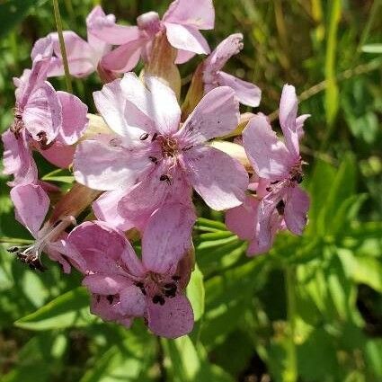 Saponaria caespitosa Flor