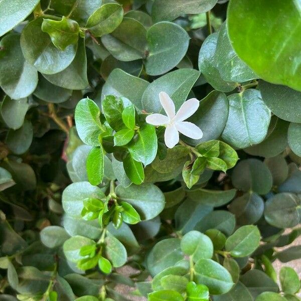 Carissa macrocarpa Flor