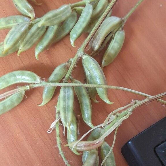 Astragalus atropilosulus Gyümölcs