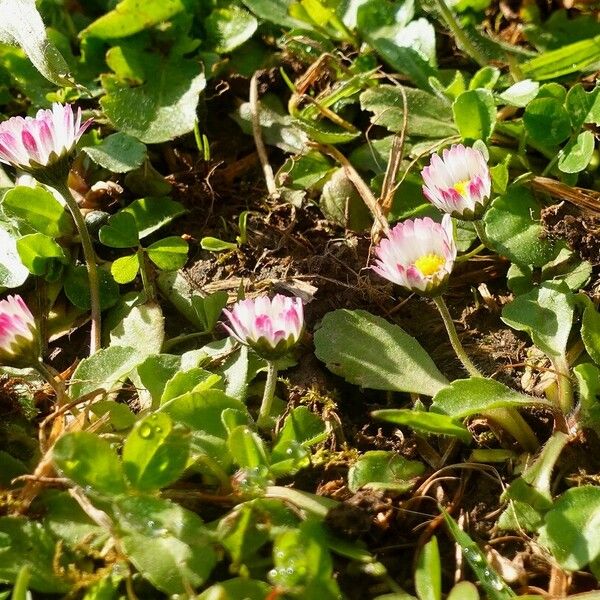 Bellis perennis 整株植物