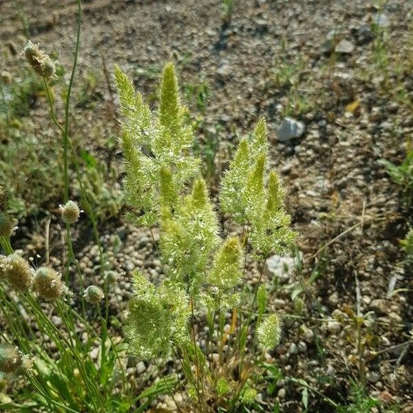 Trisetaria panicea Flower