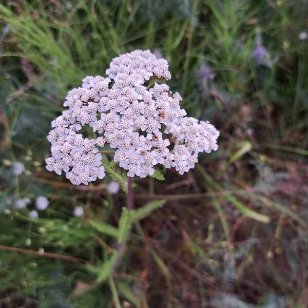 Achillea nobilis 花