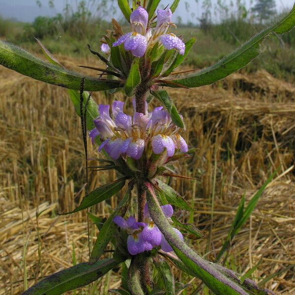 Hygrophila auriculata आदत