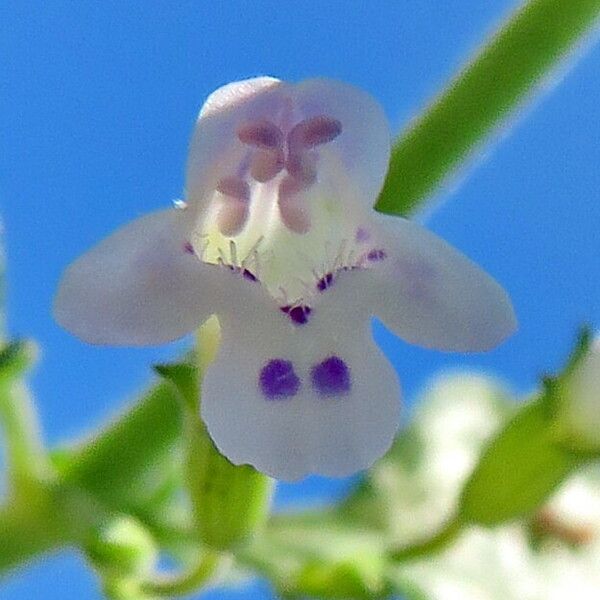 Clinopodium nepeta ফুল