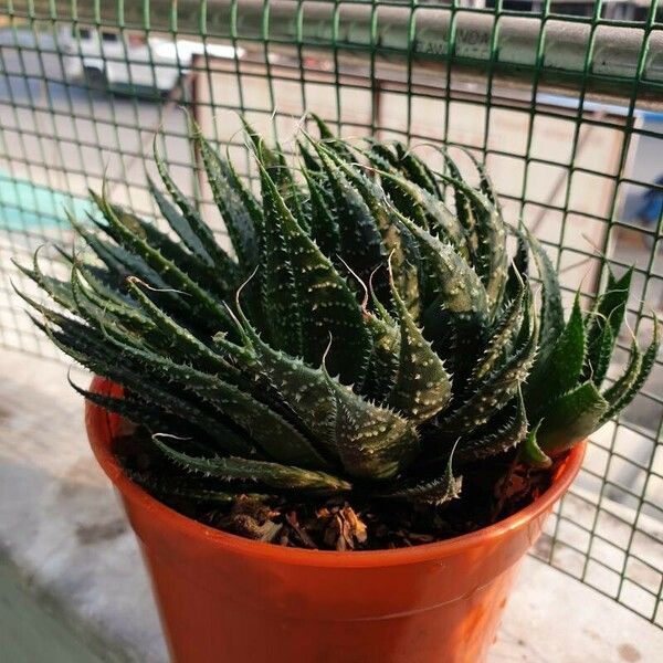 Aloe aristata Лист