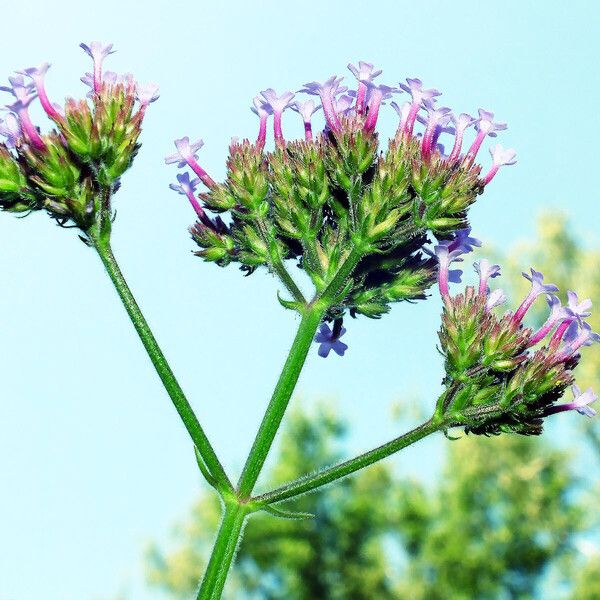 Verbena bonariensis Цвят