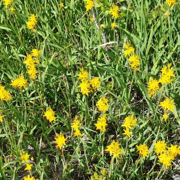 Narthecium ossifragum Flower