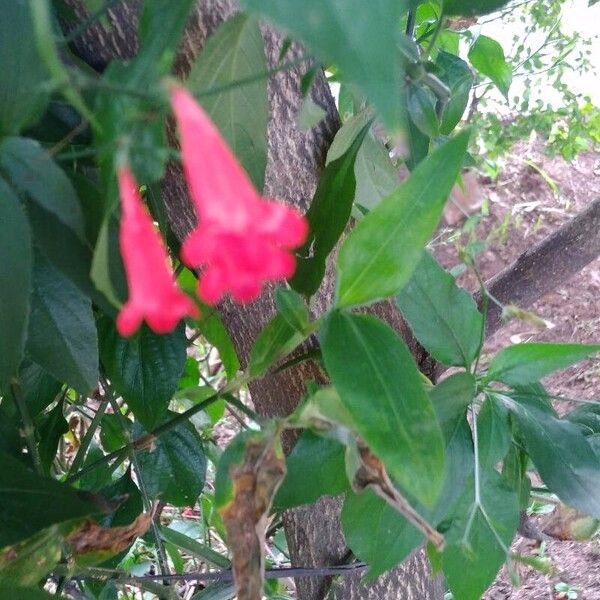 Ruellia brevifolia Floro