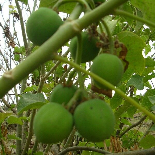 Jatropha curcas फल