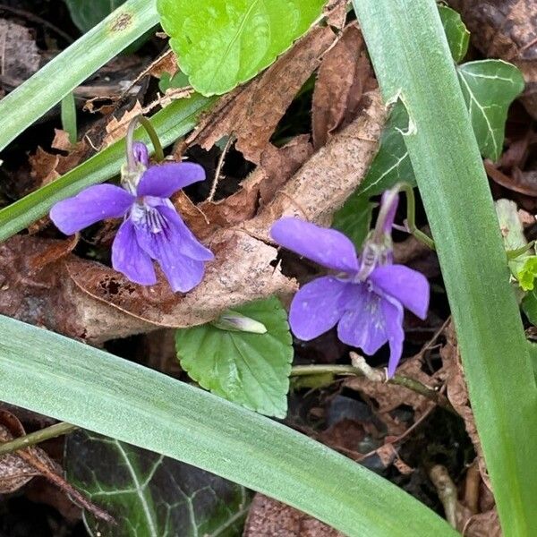 Viola reichenbachiana 形態