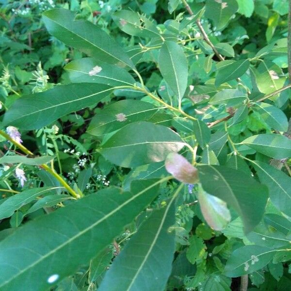 Salix atrocinerea Leaf