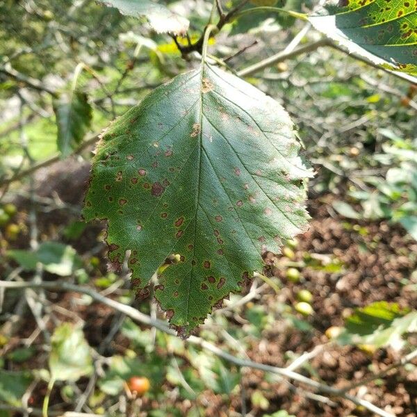 Crataegus magniflora Leaf