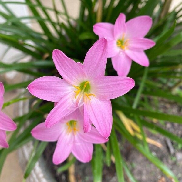 Zephyranthes rosea 花