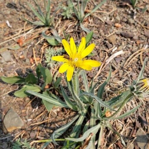 Agoseris glauca Blomst