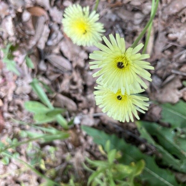 Tolpis barbata Blomst