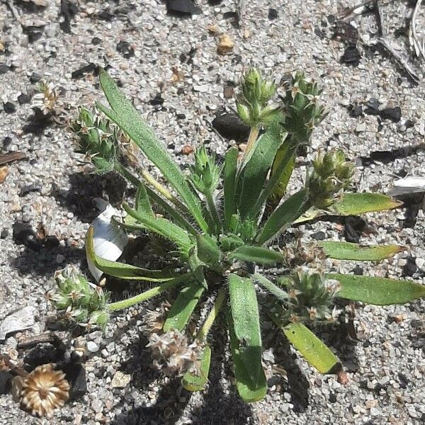 Plantago bellardii Flors