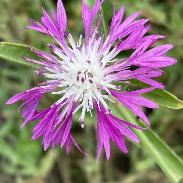 Centaurea napifolia Flor