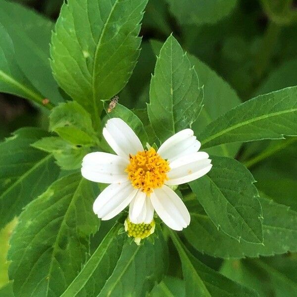 Bidens pilosa Flor