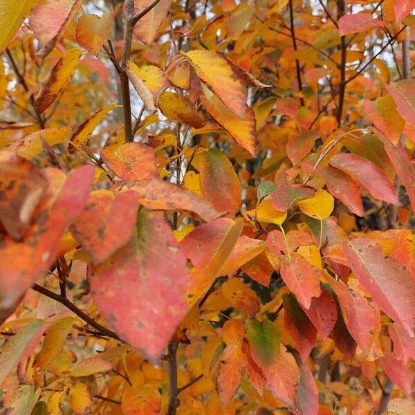 Amelanchier arborea Lehti